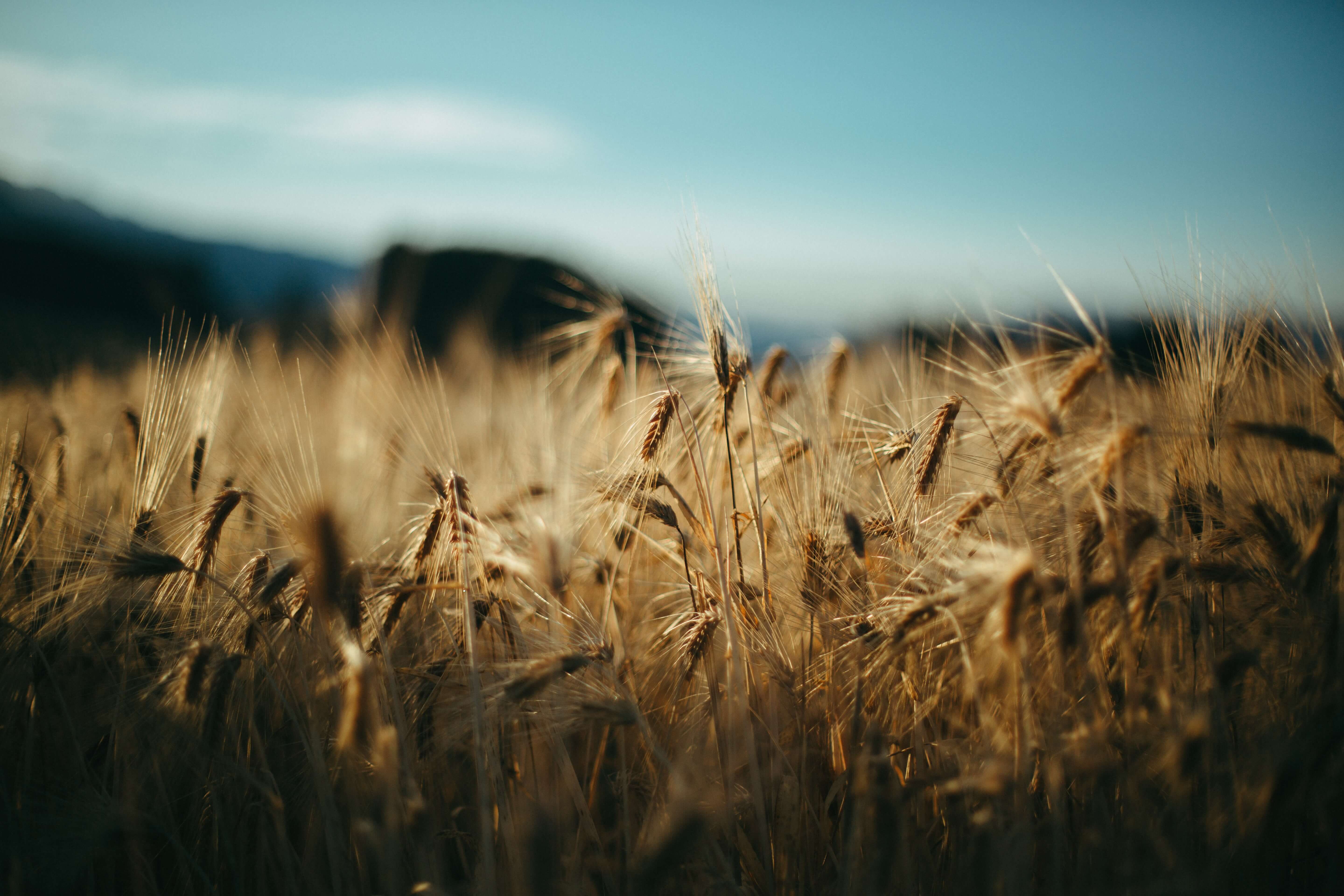 field of wheat with blue sky